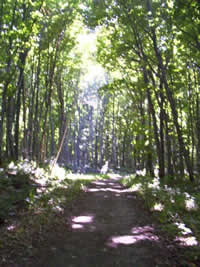 Chapel Trail